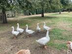 Jonge ganzen 2025, Dieren en Toebehoren