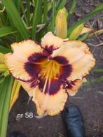 Hemerocallis nr 58, Ophalen of Verzenden