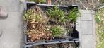 planten opruiming, Ophalen of Verzenden, Vaste plant