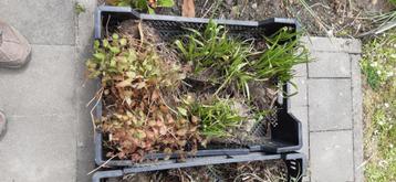 planten opruiming beschikbaar voor biedingen