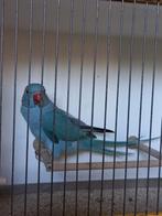 Perruches a collier, Plusieurs animaux