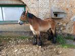 cheval de trait belge, Dieren en Toebehoren, Paarden en Pony's | Dekhengsten en Fokmerries, Hengst
