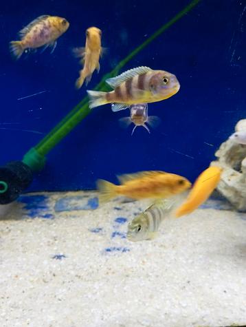 Cichlidès Malawi couple labido pearlmut 6-7 cm beschikbaar voor biedingen