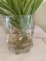 Bébés Plantes araignée (Chlorophytum), Autres espèces, En pot, Plante à fleurs, Moins de 100 cm