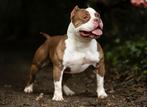 PRACHTIGE AMERICAN BULLY DEK REUEN (NIET TE KOOP), Dieren en Toebehoren, Honden | Bulldogs, Pinschers en Molossers, België, Reu