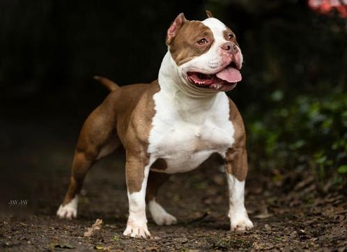 PRACHTIGE AMERICAN BULLY DEK REUEN (NIET TE KOOP), Dieren en Toebehoren, Honden | Bulldogs, Pinschers en Molossers, Reu, Fokker | Professioneel