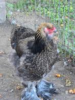 Brahma trio, Dieren en Toebehoren