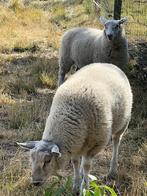 Swifter ooilam, Dieren en Toebehoren, Vrouwelijk, Schaap, 0 tot 2 jaar