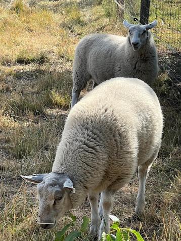 Swifter ooilam, Femelle, Mouton, 0 à 2 ans
