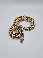 Python regius Firefly spotnose 100% het desert ghost, Animaux & Accessoires, Serpent, Domestique, 0 à 2 ans