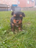 Yorkshire pupjes zoeken een warme thuis., Yorkshire Terrier, Plusieurs, Parvovirose, Belgique