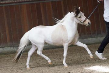 Amha / Nmprs dunskin splash tobiano dekhengst