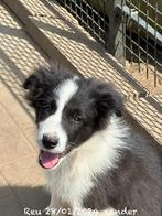 Border collie reutje, Parvovirose, Un chien, Belgique, 8 à 15 semaines