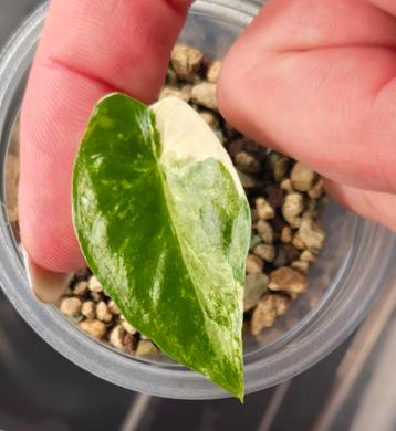 Alocasia Gageana Albo Variegata  beschikbaar voor biedingen