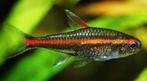 Hemigrammus erythrozonus – Vuurneon, Dieren en Toebehoren, Vissen | Aquariumvissen, Zoetwatervis, Schoolvis, Vis