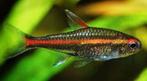 Hemigrammus erythrozonus – Vuurneon, Poisson, Poisson d'eau douce, Banc de poissons