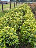 Portugese laurier 40-50 cm in pot 7,5L breder blad, Ophalen, Laurier, Haag, Minder dan 100 cm