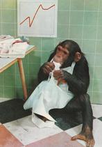 CHIMPANSEE, Collections, Cartes postales | Animaux, Non affranchie, Animal sauvage, Envoi