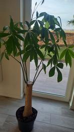 Gezonde plant Pachira 160 cm, Ophalen