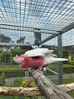 1-1 rosé kaketoe split lutino x lutino, Dieren en Toebehoren, Meerdere dieren, Papegaai, Geringd