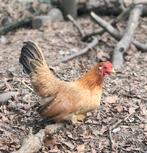 Mooi, gezonde jonge chabo kip en haan, Dieren en Toebehoren, Pluimvee, Kip
