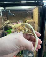 Wimpergekko vrouw - PET ONLY, Dieren en Toebehoren