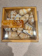 Meer dan 15 schelpen uit Indische Oceaan drie sets beschikba, Verzamelen, Dierenverzamelingen, Ophalen of Verzenden, Zo goed als nieuw