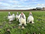 Mooie Brahma kriel kippen hennen gesekst + ingeënt, Vrouwelijk, Kip