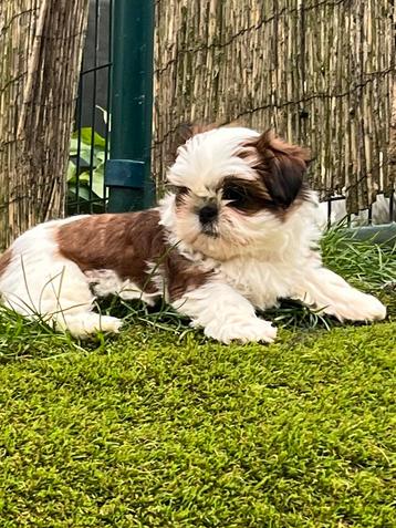 Chiots Lhassa apso