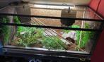 Ball Python met terrarium, Ophalen, Zo goed als nieuw