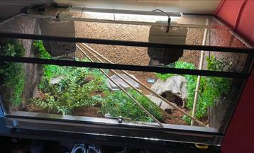 Ball Python met terrarium beschikbaar voor biedingen