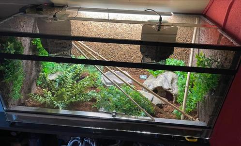 Ball Python met terrarium, Dieren en Toebehoren, Reptielen en Amfibieën | Toebehoren, Zo goed als nieuw, Ophalen