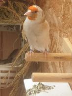 Chardonnerets et canaris, Dieren en Toebehoren, Vogels | Toebehoren