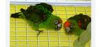 Recherche couple  jardîne, Dieren en Toebehoren, Vogels | Parkieten en Papegaaien