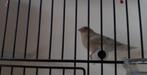 vogels, Dieren en Toebehoren, Wildzangvogel, Geringd