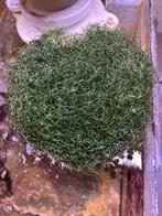 Chaetomorpha, Enlèvement, Neuf, Plante(s), Pierre ou Bois