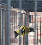 Zwartkopsijs, Dieren en Toebehoren, Vogels | Overige Vogels, Mannelijk, Tropenvogel