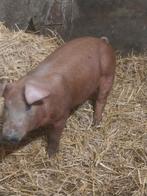 Duroc barg 35kg, Varken