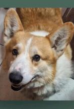 Corgi reu nieuwe thuis gezocht voor een mooi pr..., Dieren en Toebehoren, Januari, Mannelijk