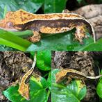Gecko a crete wimpergecko crested gecko, Dieren en Toebehoren, Reptielen en Amfibieën