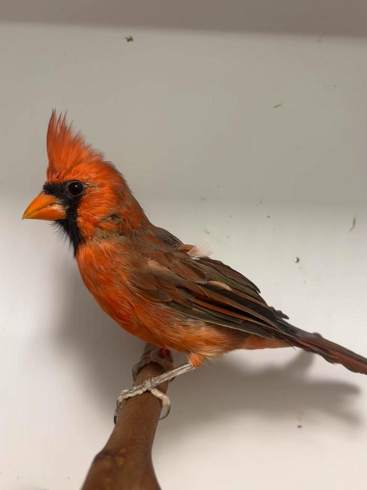 2-2 rode kardinaal ( in nl )), Dieren en Toebehoren, Vogels | Overige Vogels, Tropenvogel, Meerdere dieren, Geringd