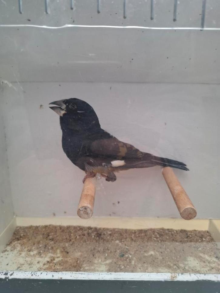 Witvleugelkernbijter man, Dieren en Toebehoren, Vogels | Overige Vogels