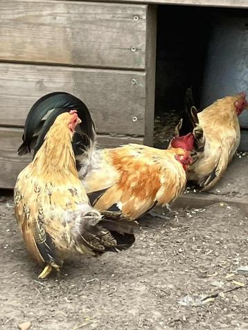 toompje kortpotige bruine Chabo trio  beschikbaar voor biedingen