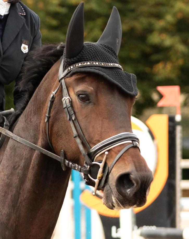 Halve stal, Dieren en Toebehoren, Paarden