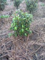 Portuguese laurier voor opplant.teelt haagplanten, Tuin en Terras, Planten | Tuinplanten, Ophalen