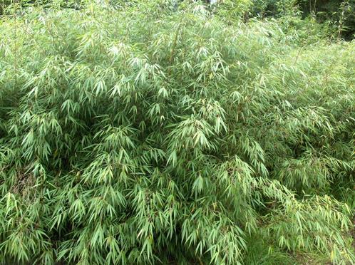 Bamboe Fargesia Asian Wonder, Tuin en Terras, Planten | Struiken en Hagen, Haag, Bamboe, 250 cm of meer, Ophalen