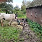 Lieve tinkermerrie van 7 jaar met mooi merrieveulen, Dieren en Toebehoren, Merrie, Zadelmak, Recreatiepony, D pony (1.37m tot 1.48m)