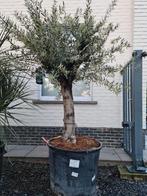 Olijfboom Olea Europaea, Tuin en Terras, Planten | Bomen, Olijfboom, Ophalen