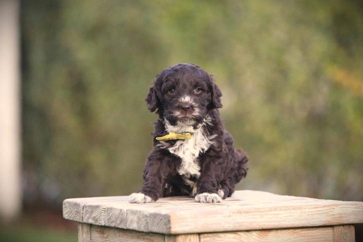 Chiens d'eau italiens - Chiots Lagotto Romagnolo, Animaux & Accessoires, Chiens | Retrievers, Épagneuls & Chiens d'eau, Plusieurs animaux