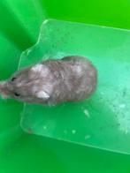 Syrische hamster, Dieren en Toebehoren, Juli, Vrouwelijk, Hamster